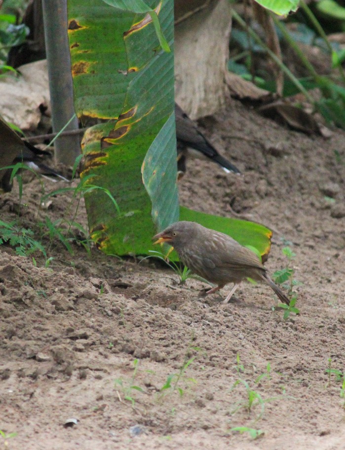 Turdoide Matorralero - ML646507157