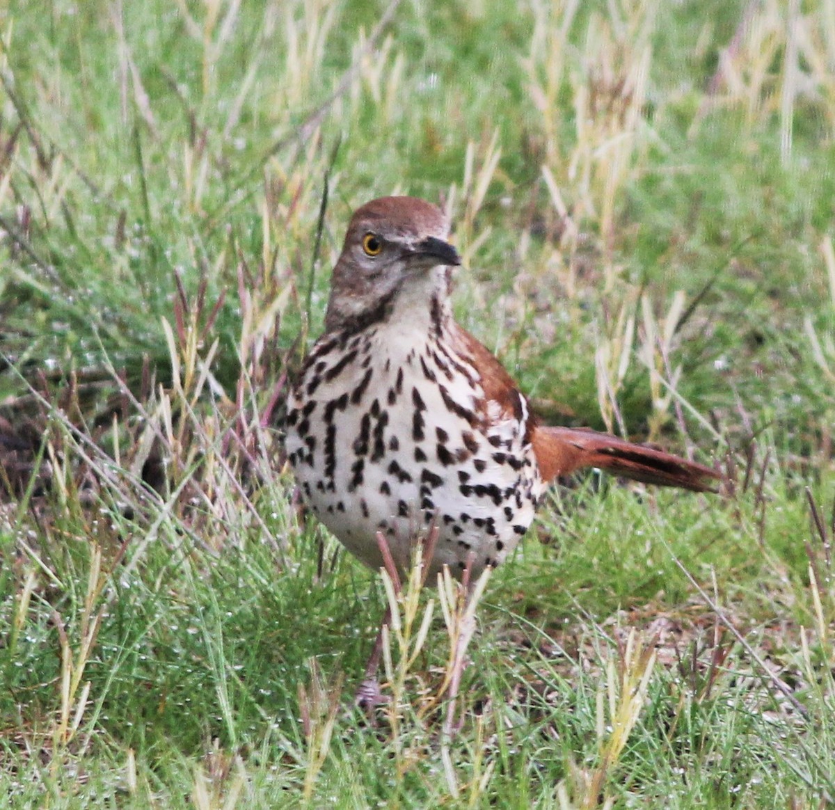 brunspottefugl - ML646507160