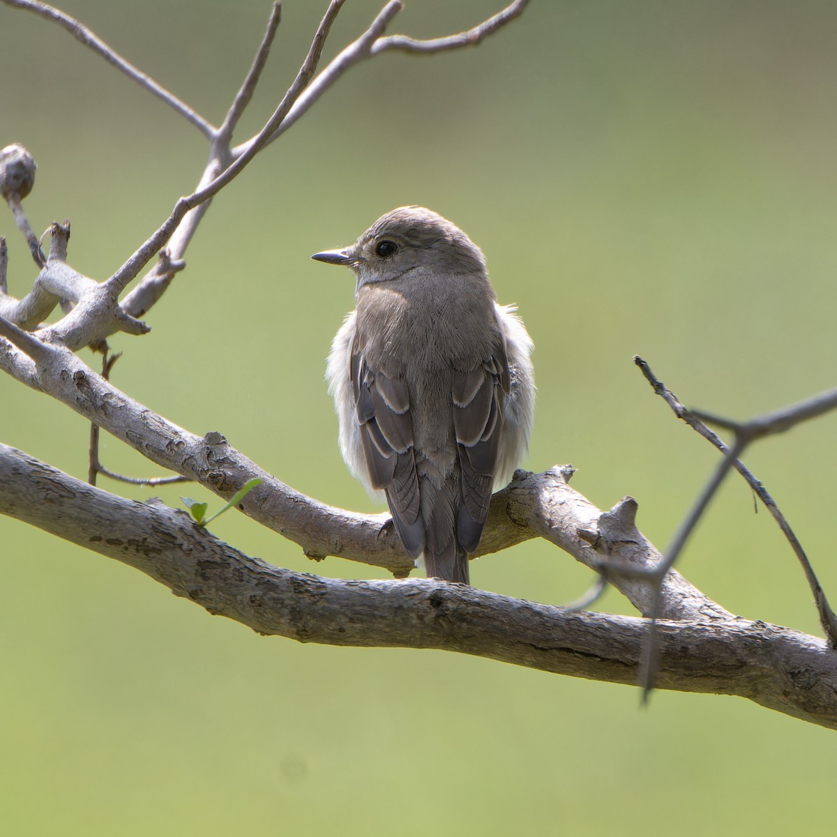 斑鶲 - ML646507162