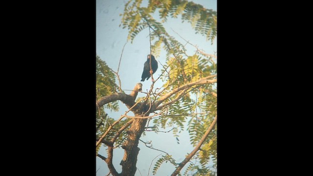 Вдовичка садова - ML646507165