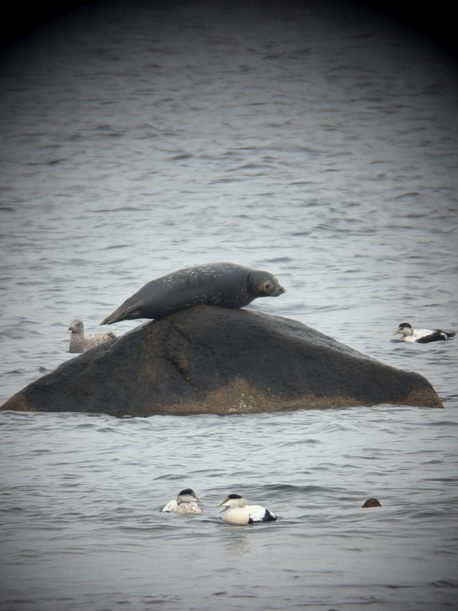 Common Eider - ML646507166