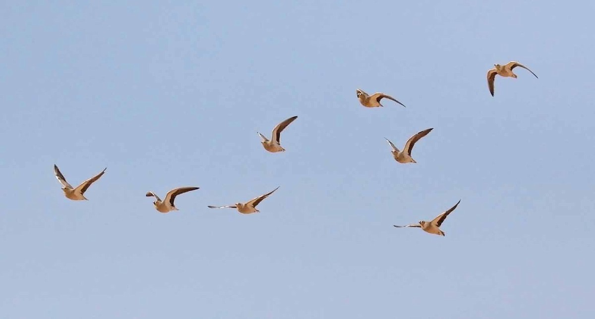 Ganga Coronada - ML646507170