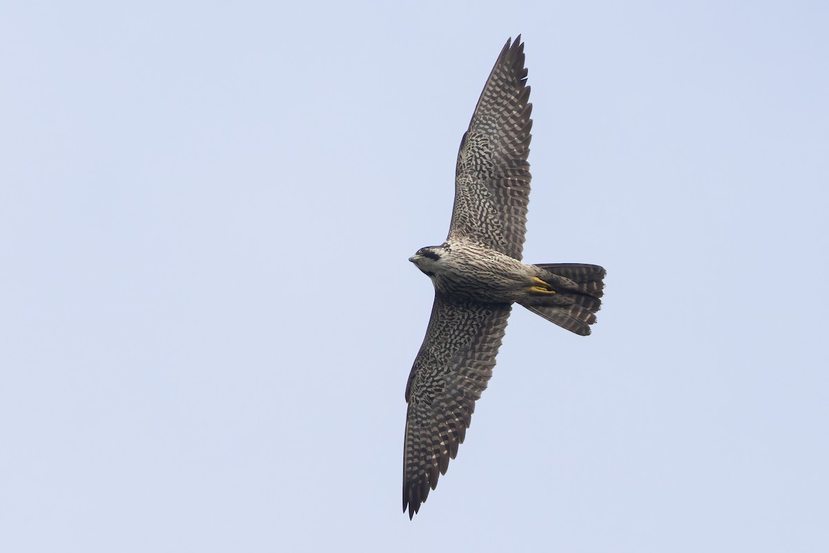 Faucon pèlerin - ML646507171