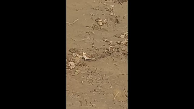 Water Pipit - ML646507175