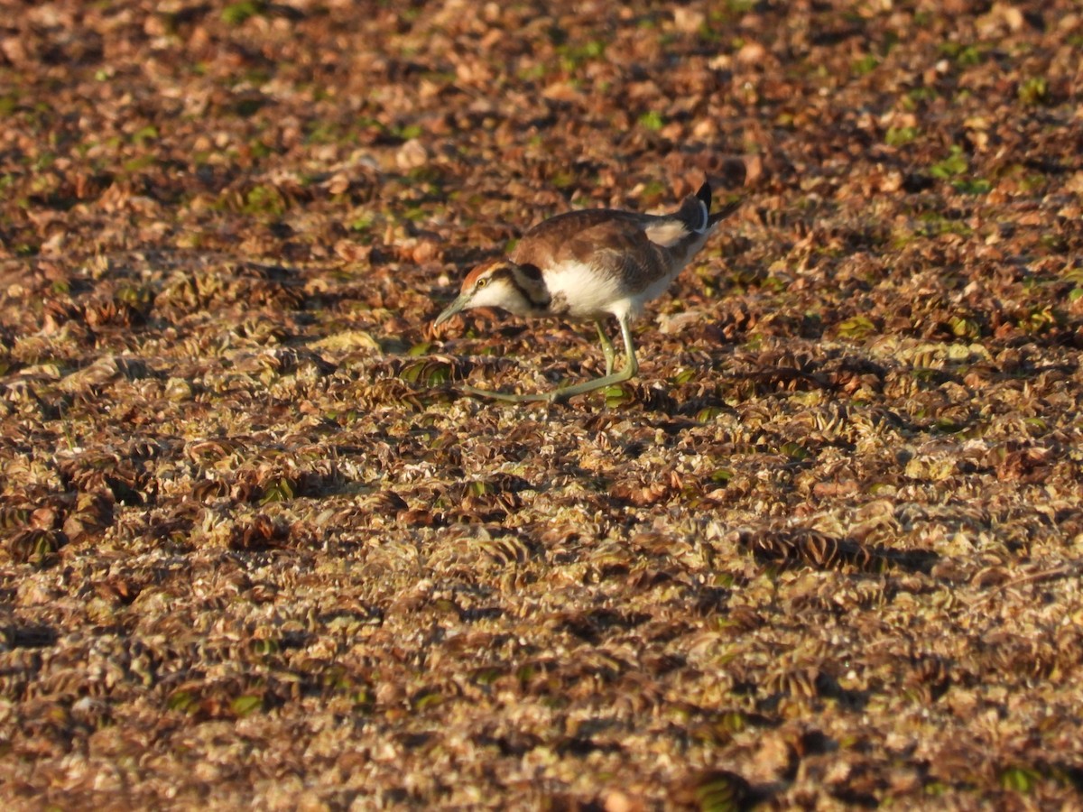 Фазанохвостая якана - ML646507176