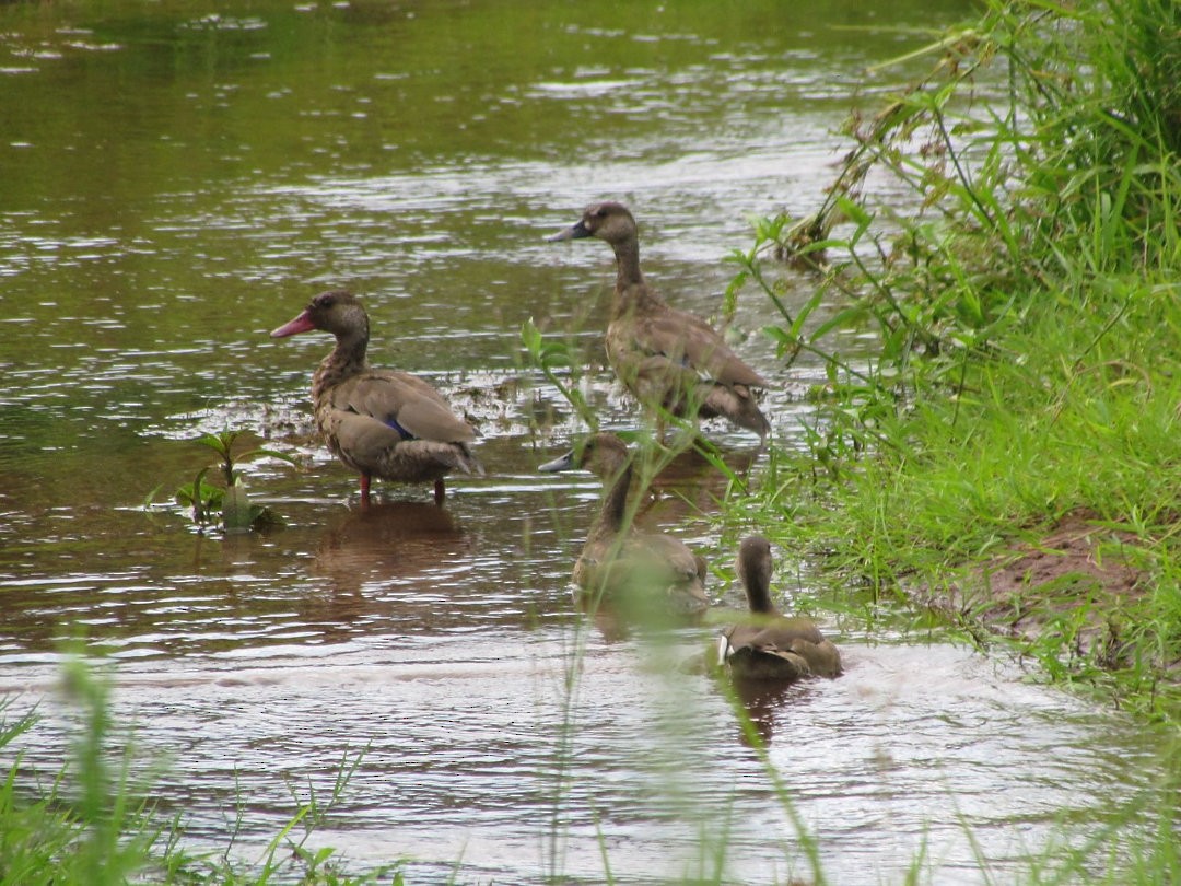 Чирянка бразильська - ML646507177