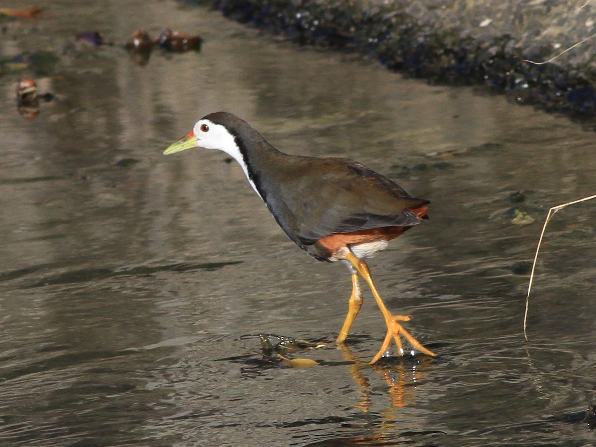 chřástal běloprsý - ML646507178