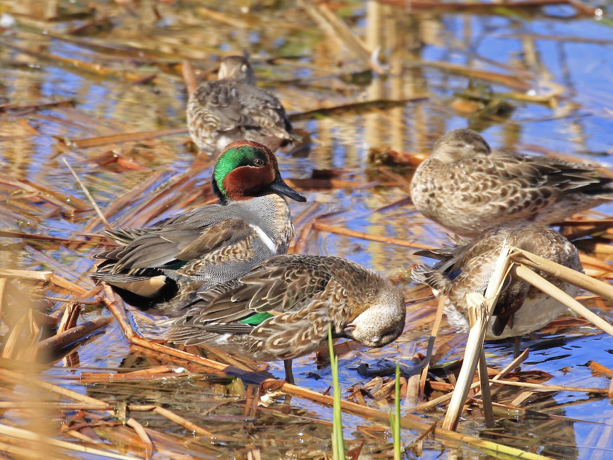 Green-winged Teal - ML646507185