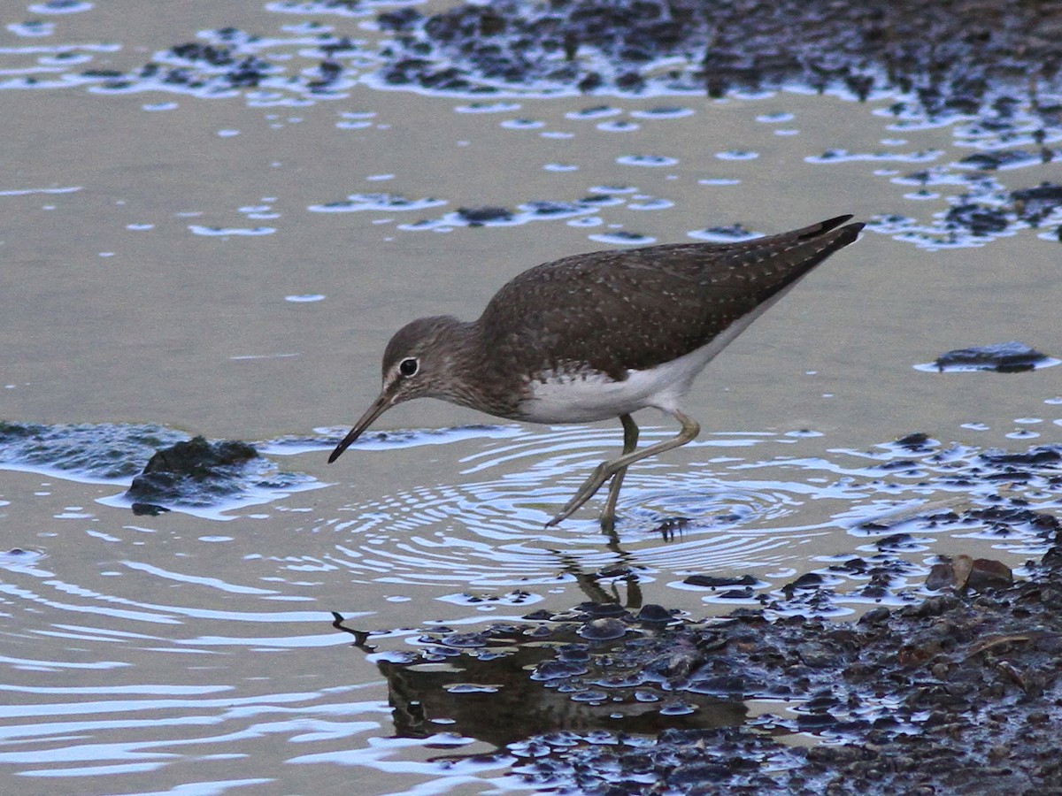 vodouš kropenatý - ML646507194