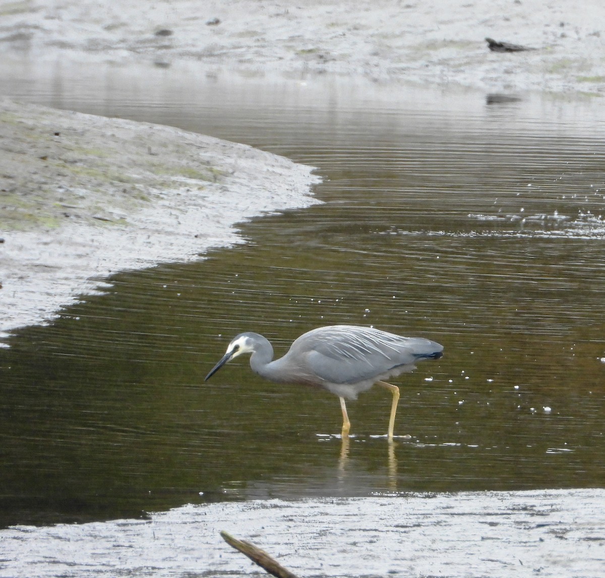 Aigrette à face blanche - ML646507197