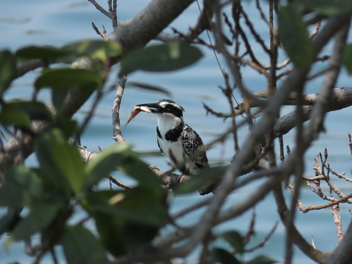 פרפור עקוד - ML646507200