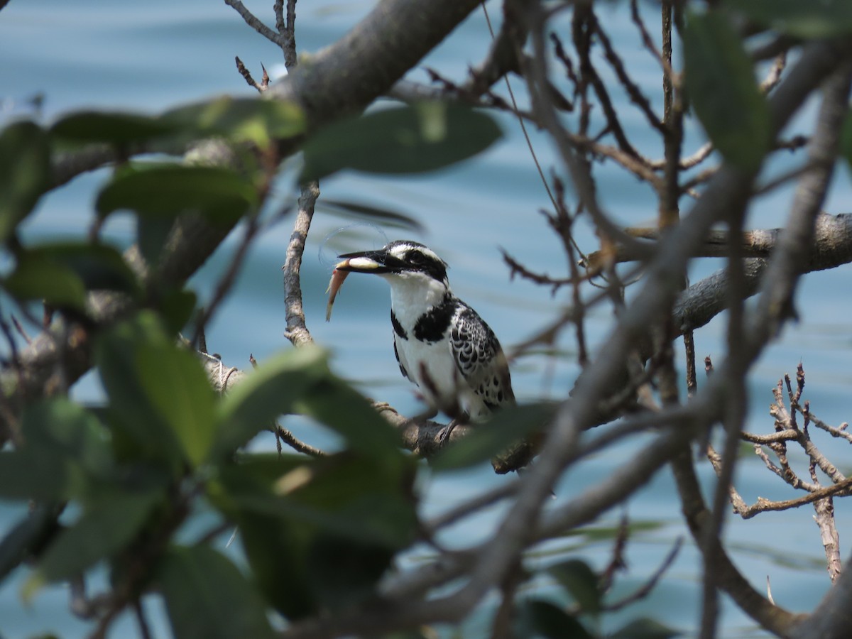 פרפור עקוד - ML646507201