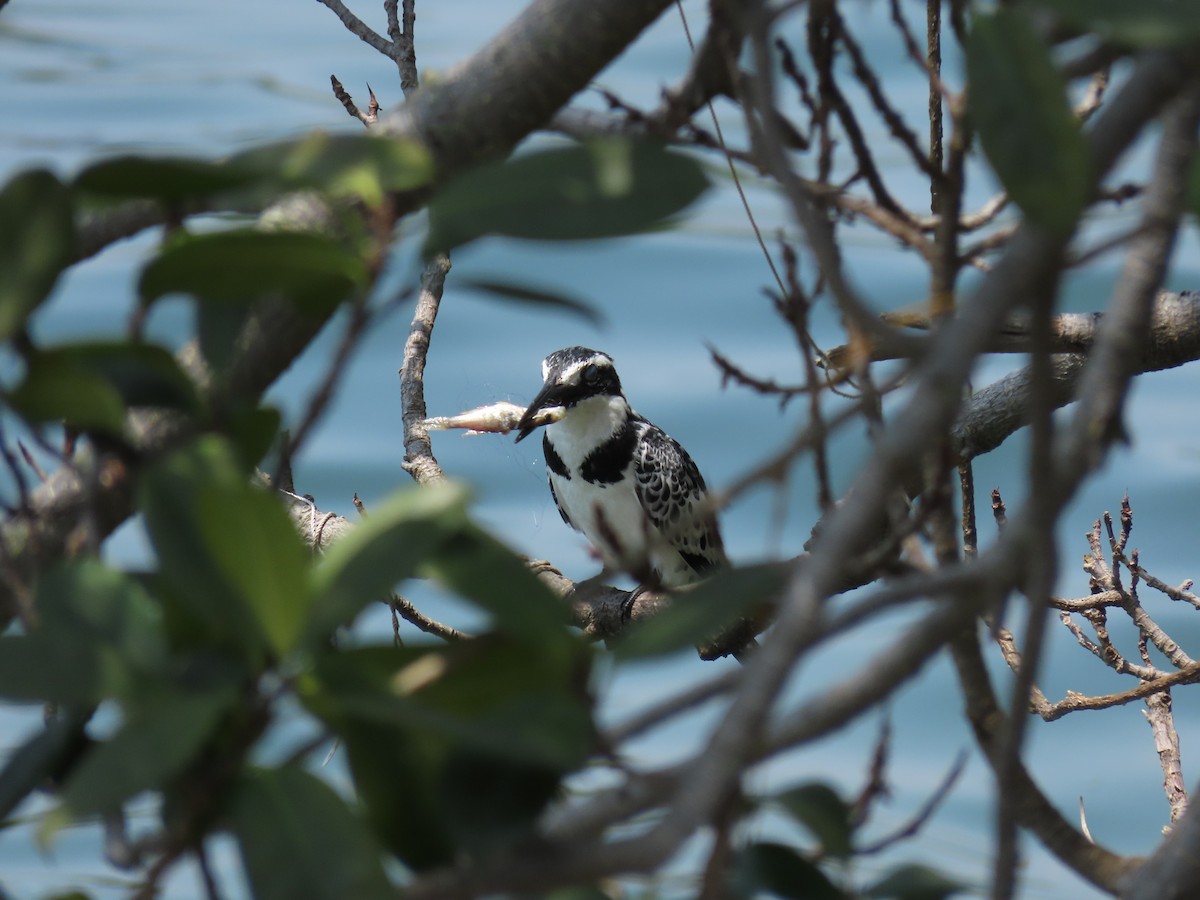 פרפור עקוד - ML646507202