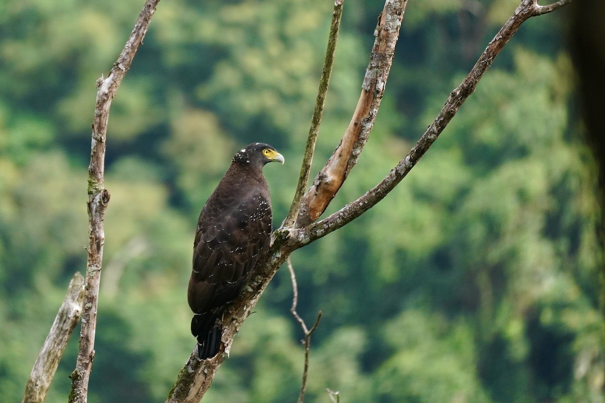 Culebrera Chiíla - ML646507203