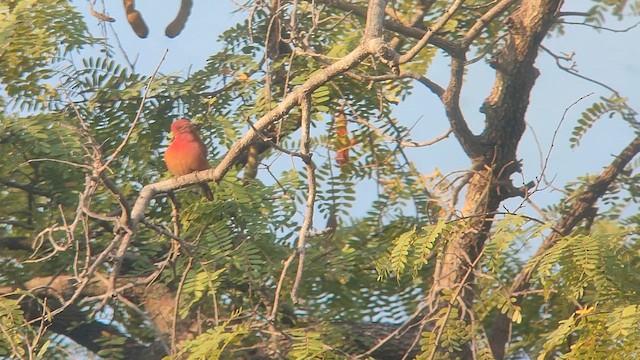 Амарант червонодзьобий - ML646507204