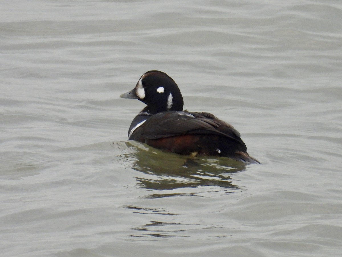 Harlequin Duck - ML646507206