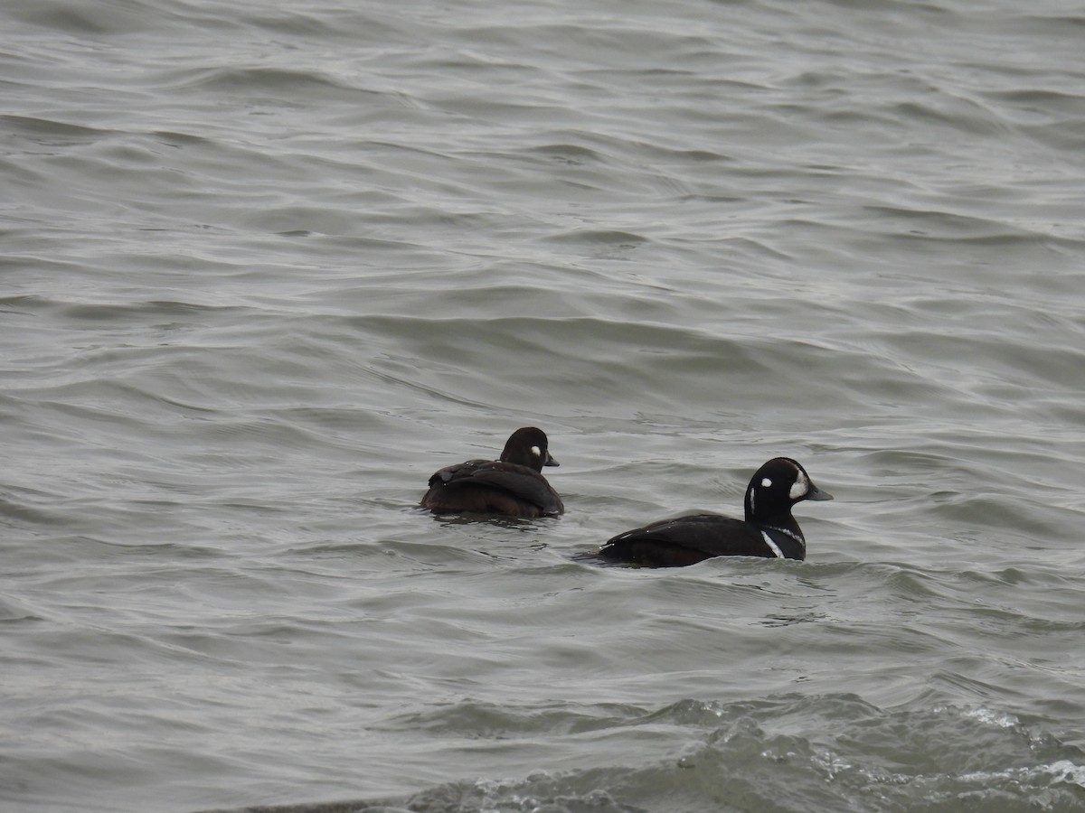 Harlequin Duck - ML646507208