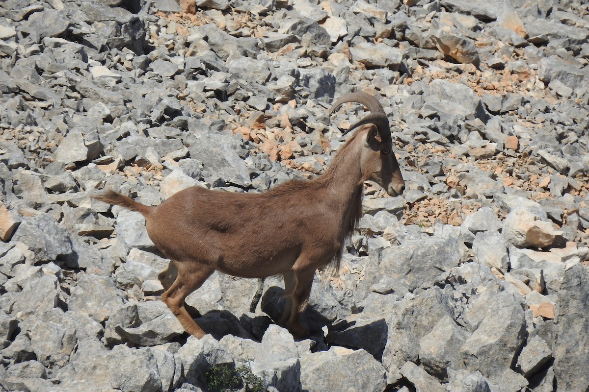Aoudad - ML646507216