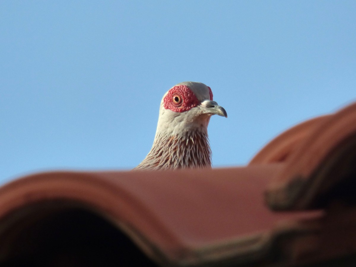 Speckled Pigeon - ML646507221