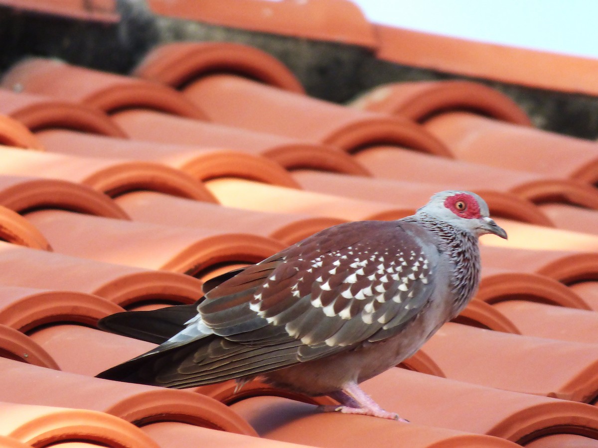 Speckled Pigeon - ML646507222