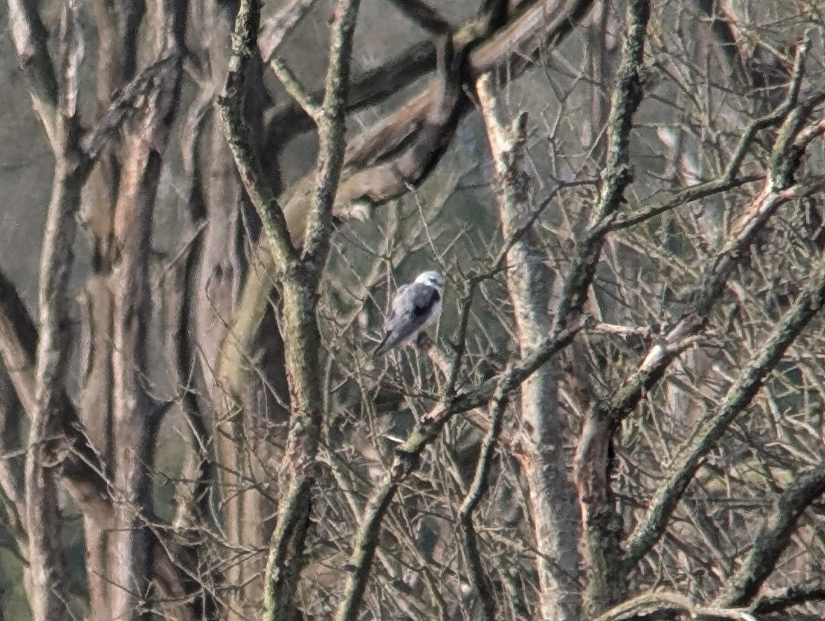 Black-winged Kite (African) - ML646507228