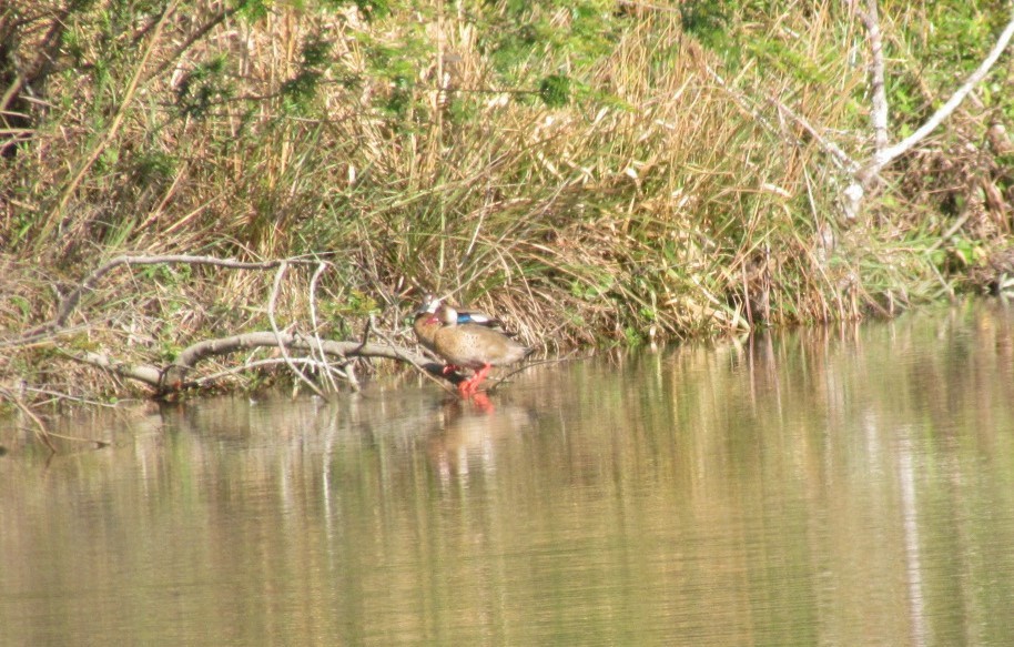 Чирянка бразильська - ML646507230