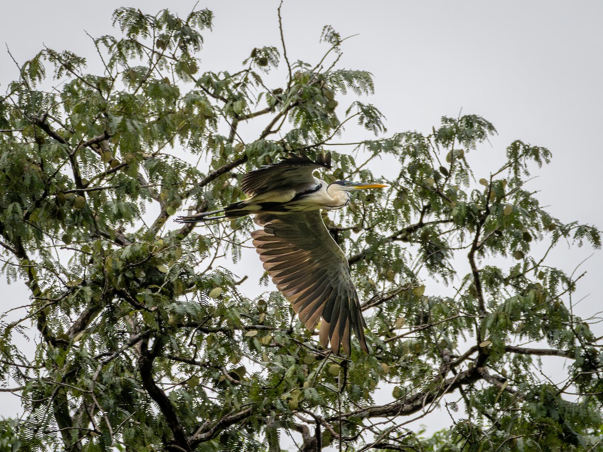 Cocoi Heron - ML646507231