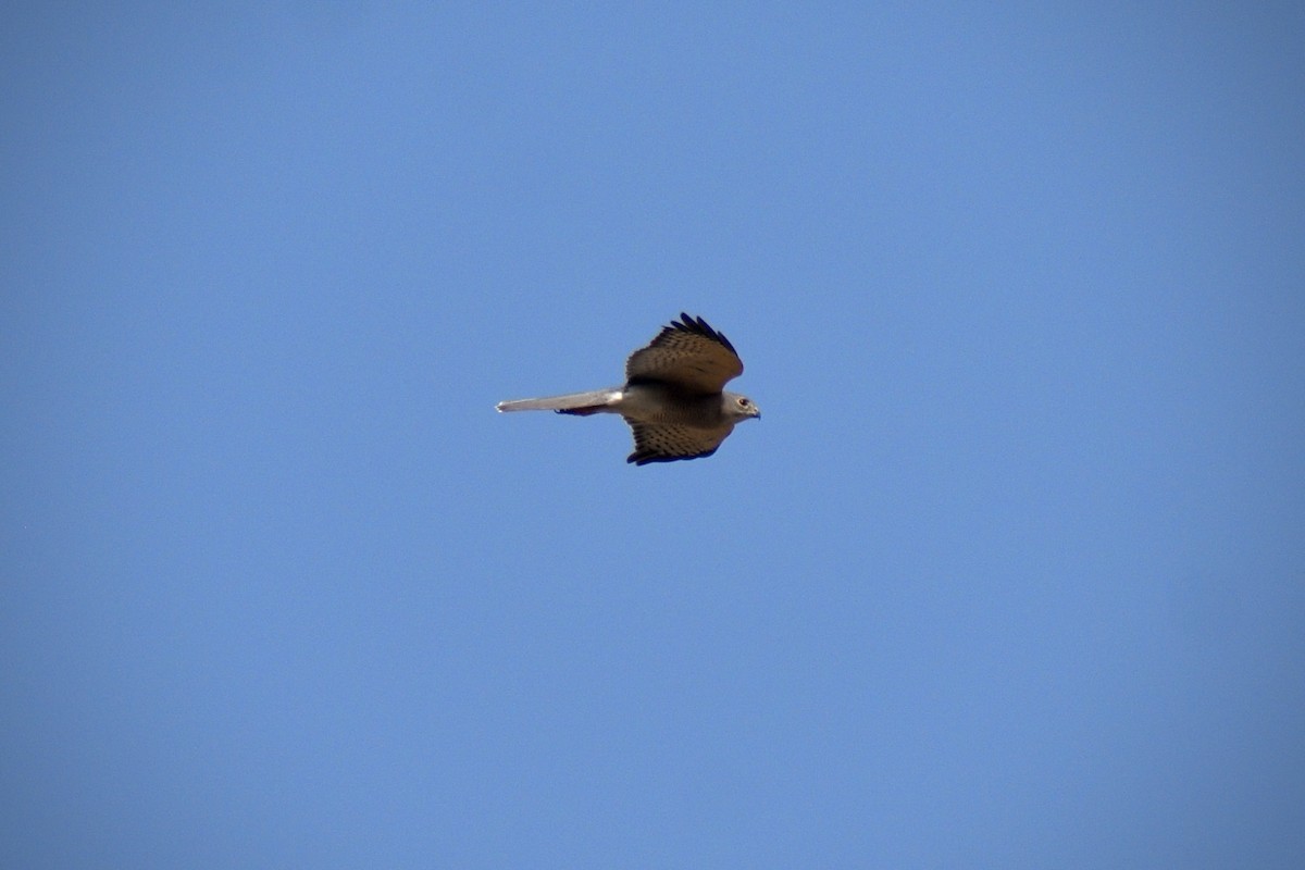 Shikra - ML646507234