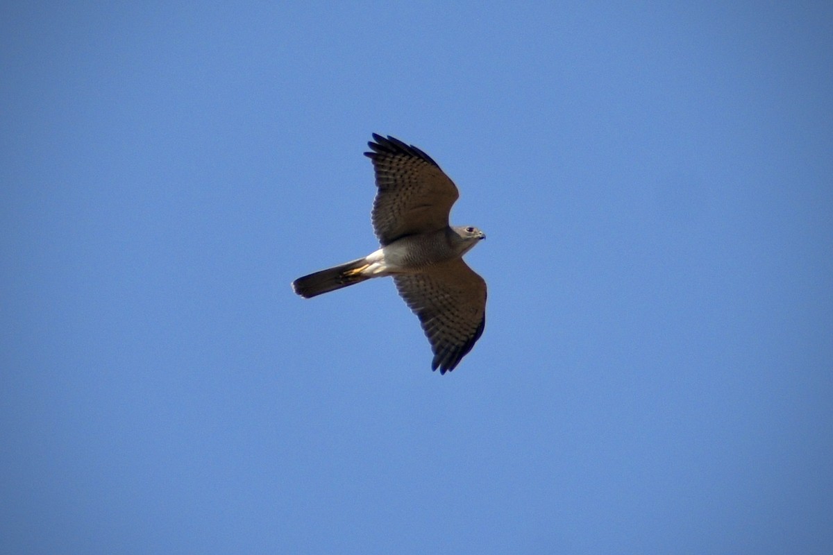 Shikra - ML646507235