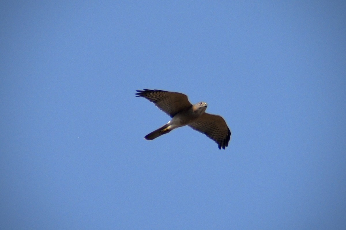 Shikra - ML646507236