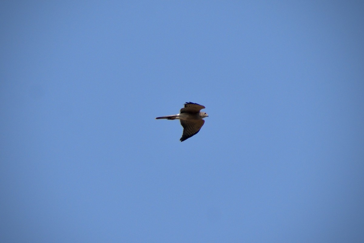 Shikra - ML646507238