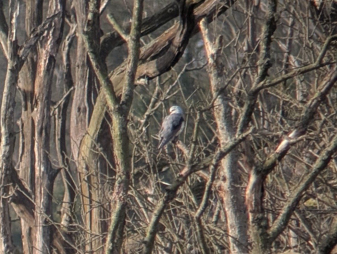 Black-winged Kite (African) - ML646507239