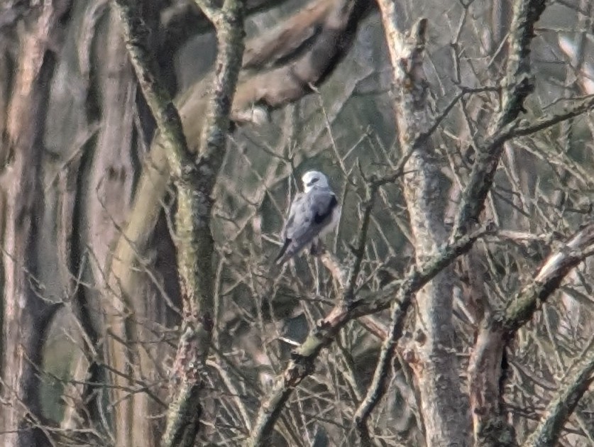 Black-winged Kite (African) - ML646507240