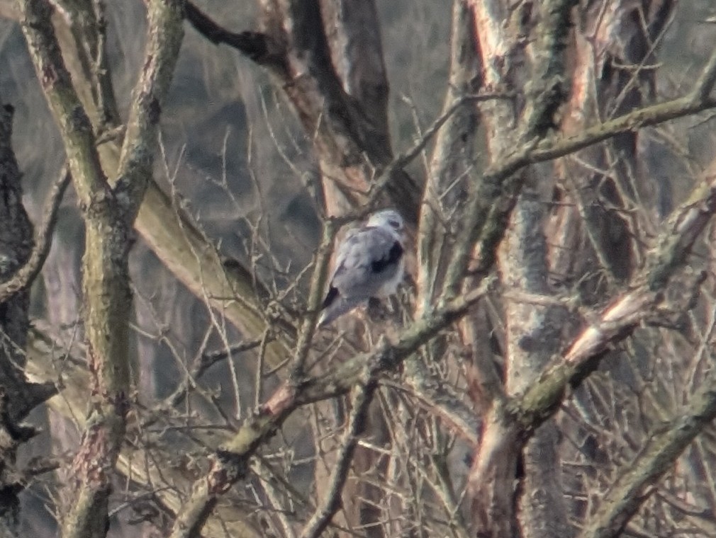 Black-winged Kite (African) - ML646507242