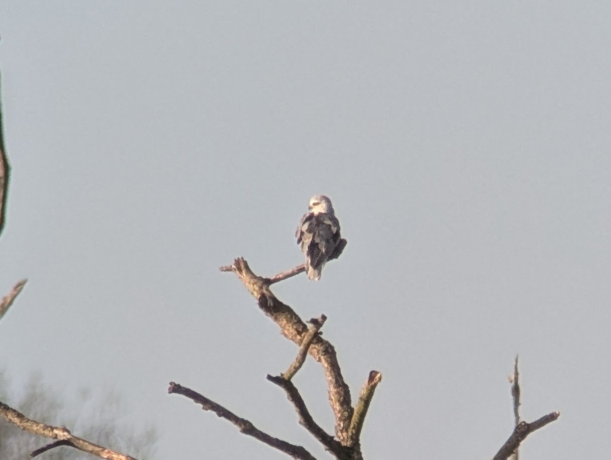 Black-winged Kite (African) - ML646507243