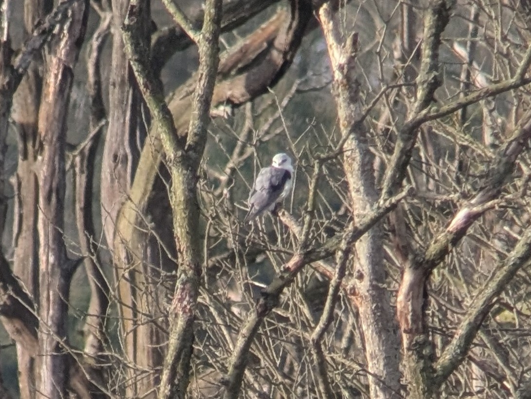 Black-winged Kite (African) - ML646507244