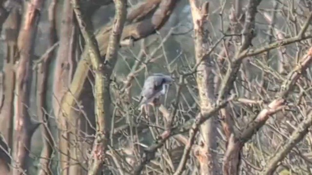 Black-winged Kite (African) - ML646507245
