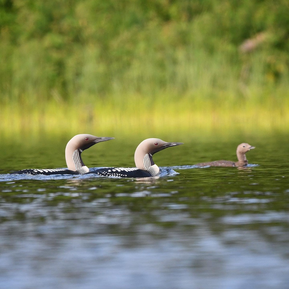 storlom - ML646507247