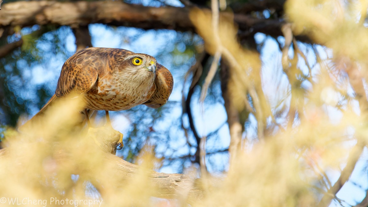 Морин харцага - ML646507250