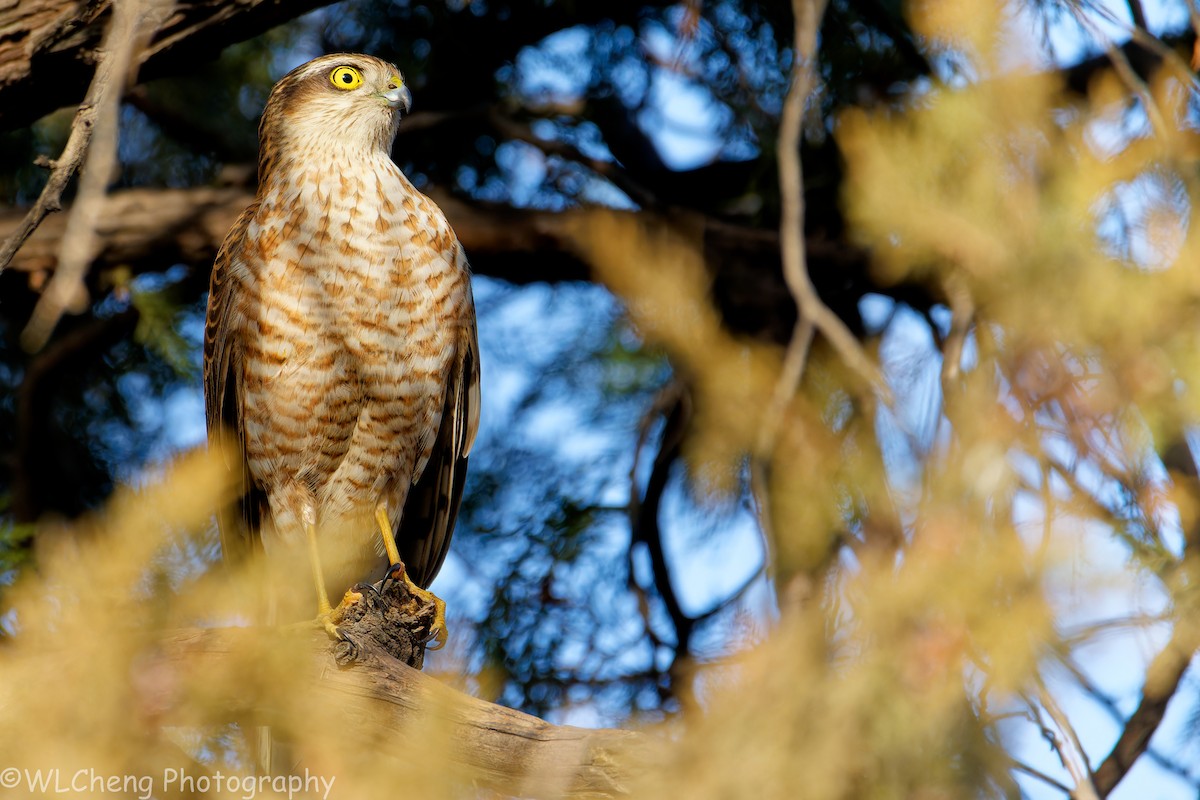 Морин харцага - ML646507256