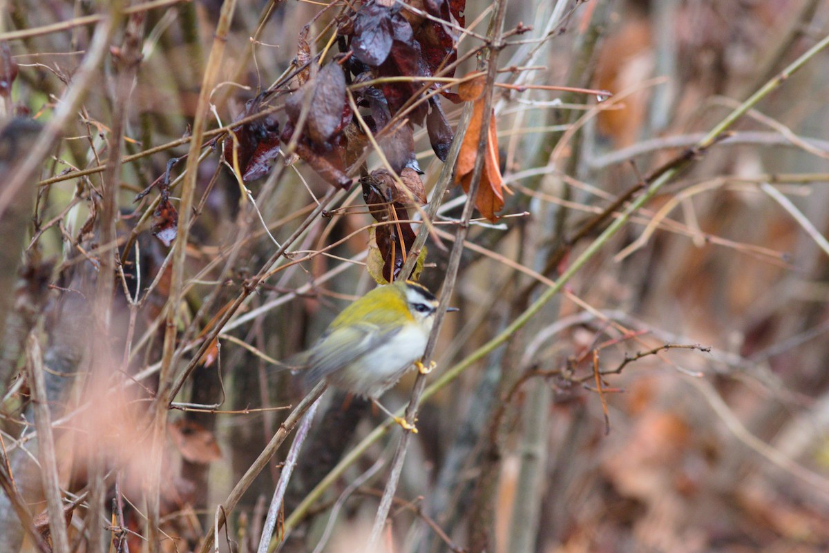 Common Firecrest - ML646507259
