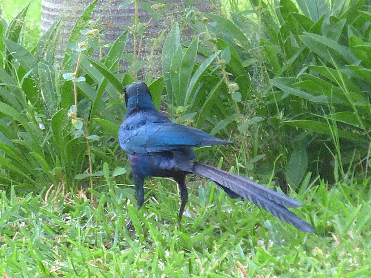 オナガテリムク - ML646507262