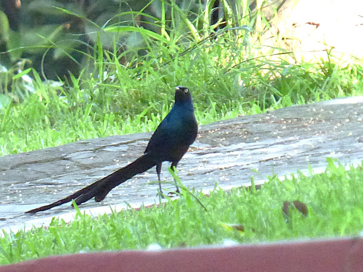 Long-tailed Glossy Starling - ML646507263