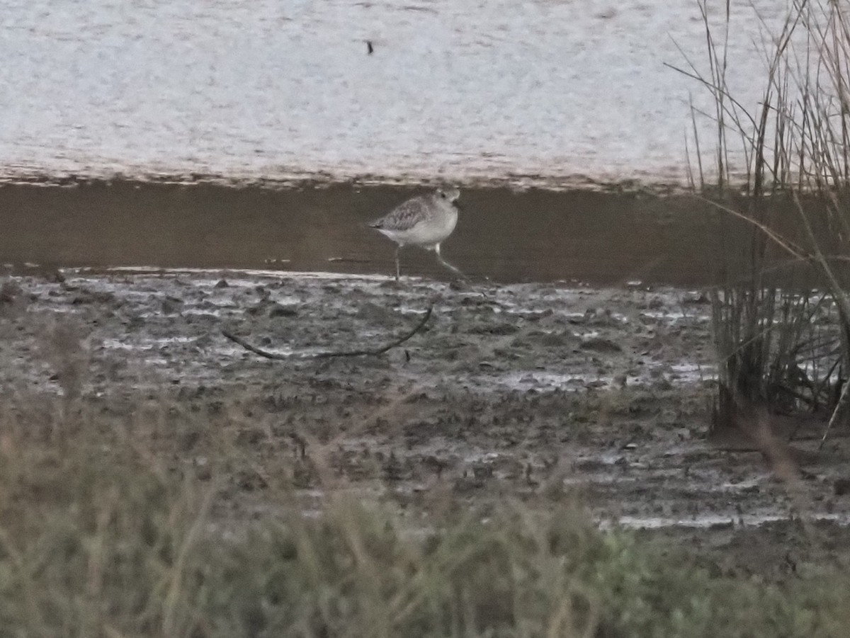 Black-bellied Plover - ML646507264