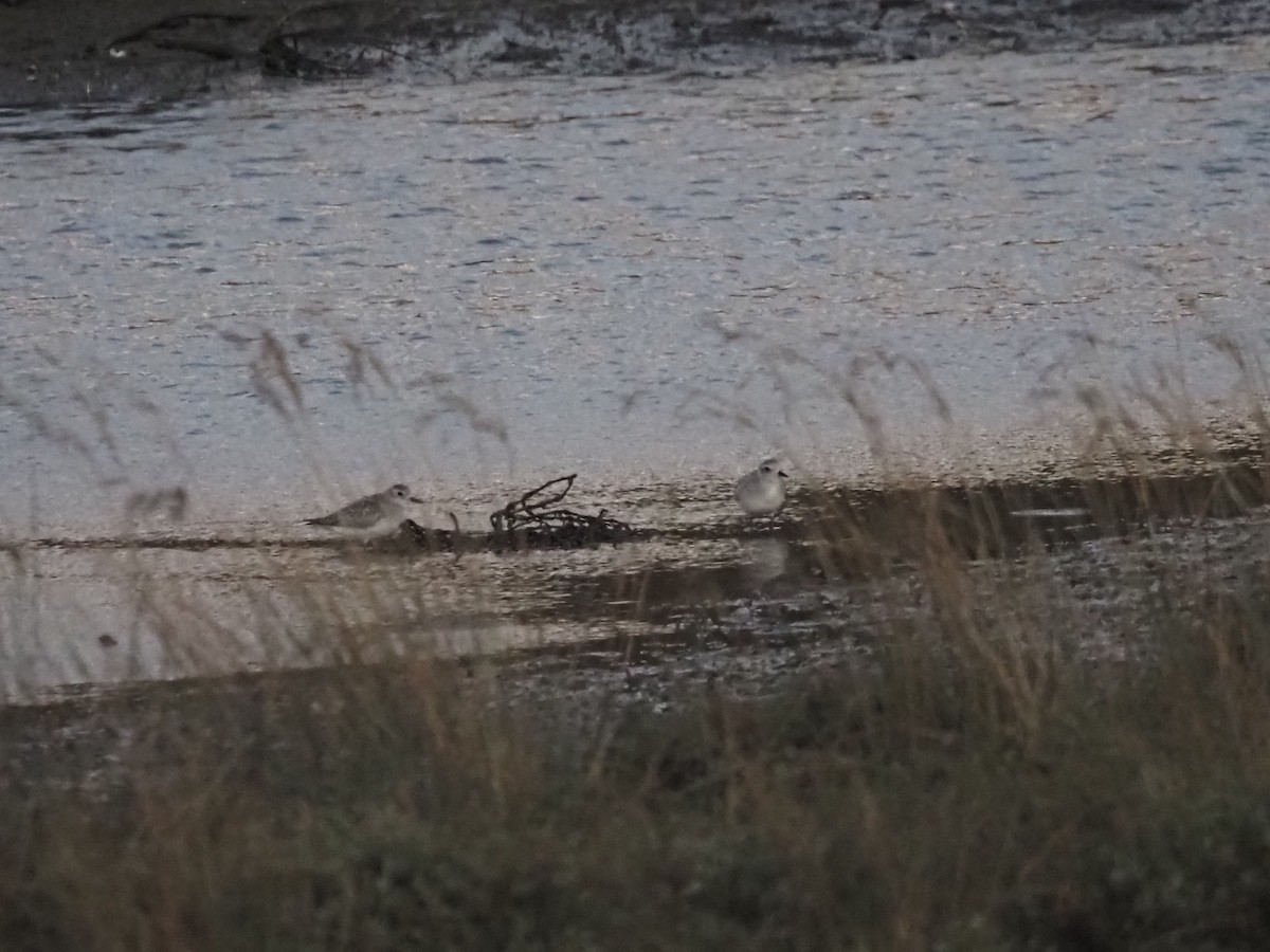 Black-bellied Plover - ML646507265