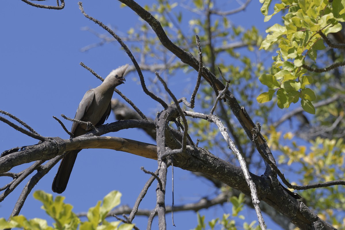 Turaco Unicolor - ML646507267