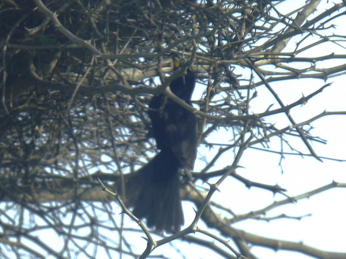 White-billed Buffalo-Weaver - ML646507268