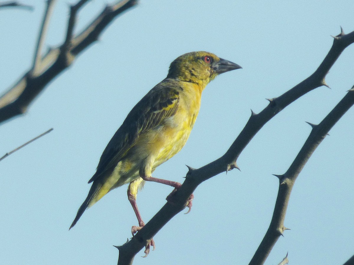 Tessitore gendarme - ML646507284