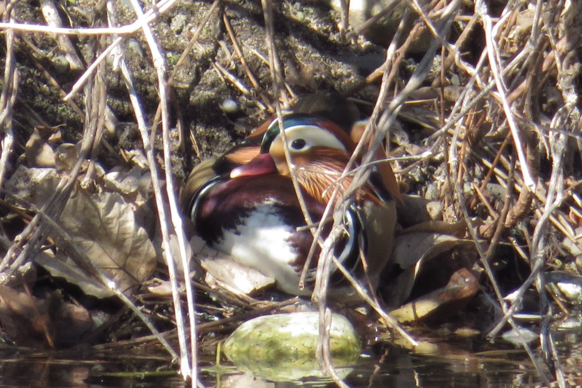 Pato Mandarín - ML646507285
