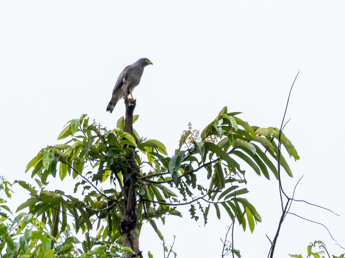 Roadside Hawk - ML646507287